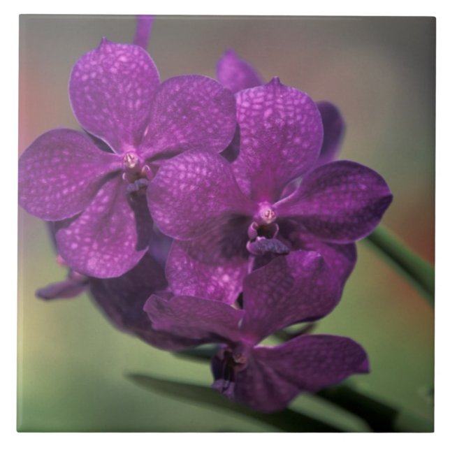 Thailand, norra Thailand, nära Chang Mai, Mae Kakelplatta (Framsidan)