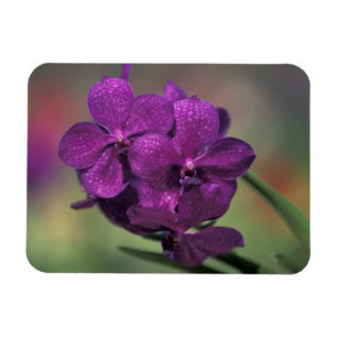 Thailand, norra Thailand, nära Chang Mai, Mae Magnet