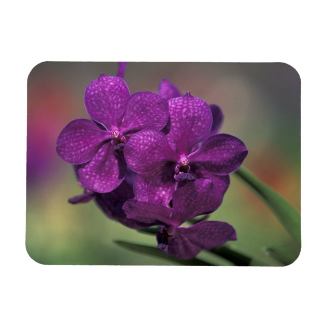 Thailand, norra Thailand, nära Chang Mai, Mae Magnet (Horisontell)