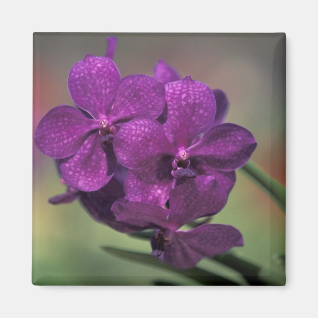 Thailand, norra Thailand, nära Chang Mai, Mae Magnet (Framsidan)