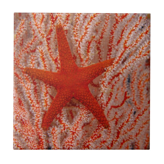 Thailand, Sea Star Aka Starfish Kakelplatta (Framsidan)
