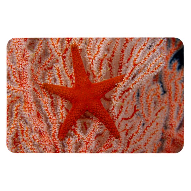 Thailand, Sea Star Aka Starfish Magnet (Horisontell)