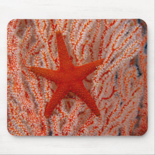 Thailand, Sea Star Aka Starfish Musmatta