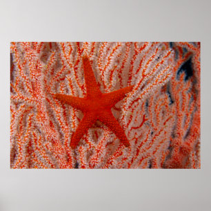 Thailand, Sea Star Aka Starfish Poster