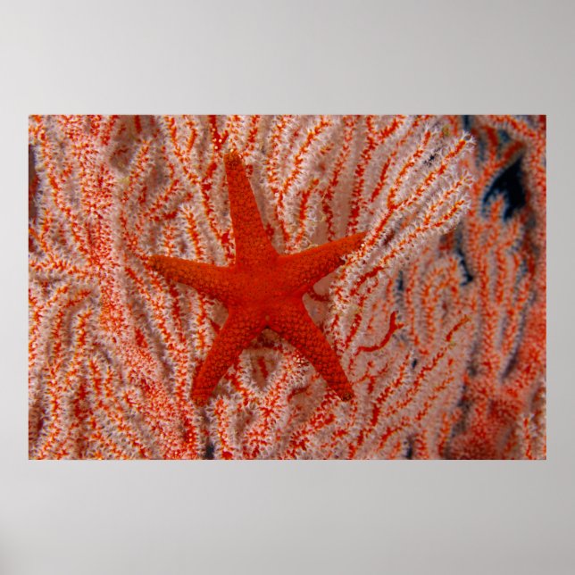 Thailand, Sea Star Aka Starfish Poster (Framsidan)