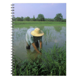 Thailand, Sukhothai. Ris jordbrukare. MR. Anteckningsbok Med Spiral