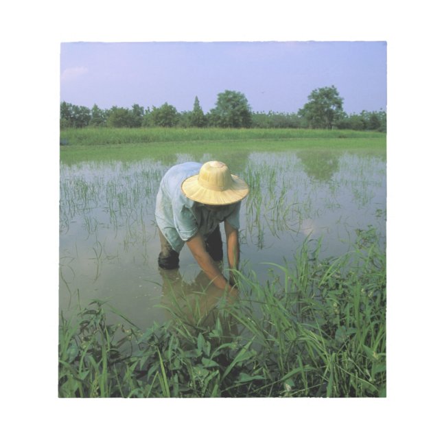 Thailand, Sukhothai. Risodlare. HR. Anteckningsblock (Framsida)