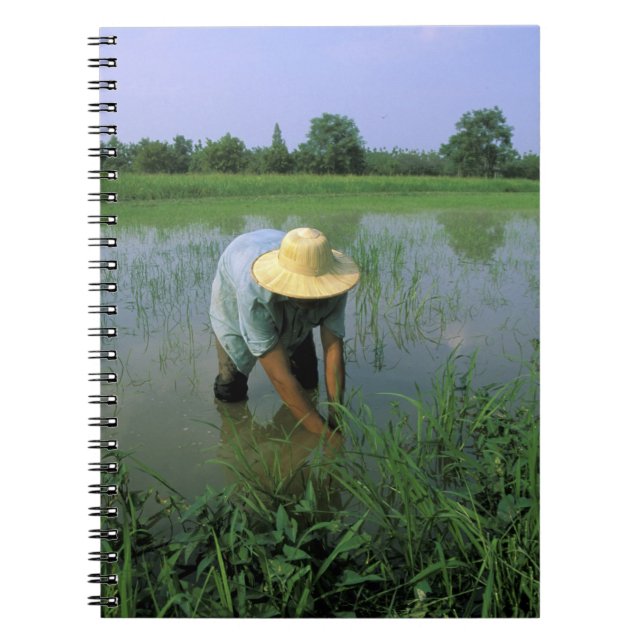 Thailand, Sukhothai. Risodlare. HR. Anteckningsbok Med Spiral (Framsidan)