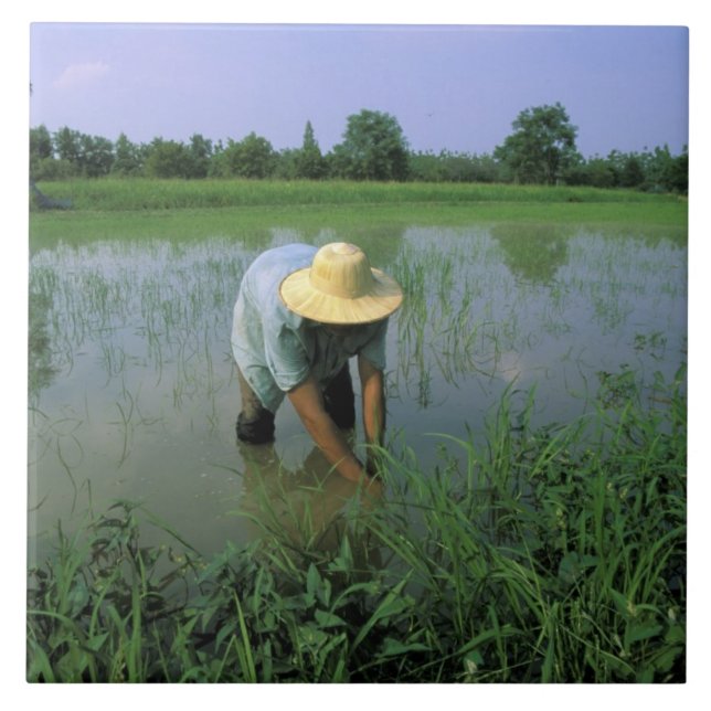 Thailand, Sukhothai. Risodlare. HR. Kakelplatta (Framsidan)