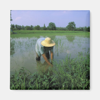 Thailand, Sukhothai. Risodlare. HR. Magnet