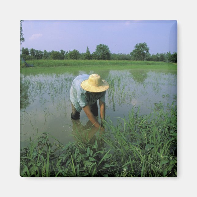 Thailand, Sukhothai. Risodlare. HR. Magnet (Framsidan)