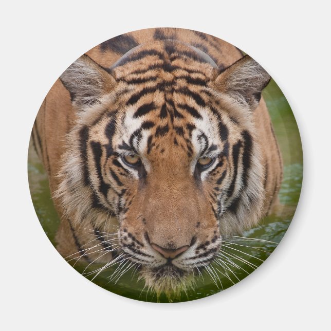 Thailand Tiger Fridge Magnet (Framsidan)