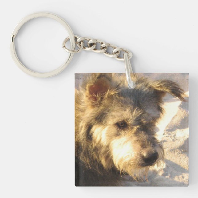 Thailändsk Strandhund (Framsidan)