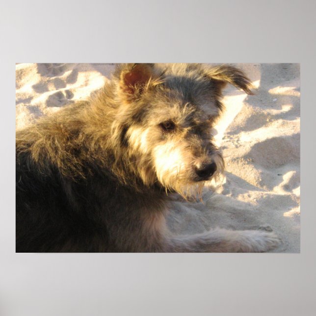 Thailändsk Strandhund Poster (Framsidan)