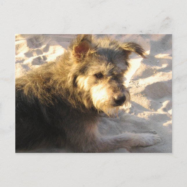 Thailändsk Strandhund Vykort (Framsida)