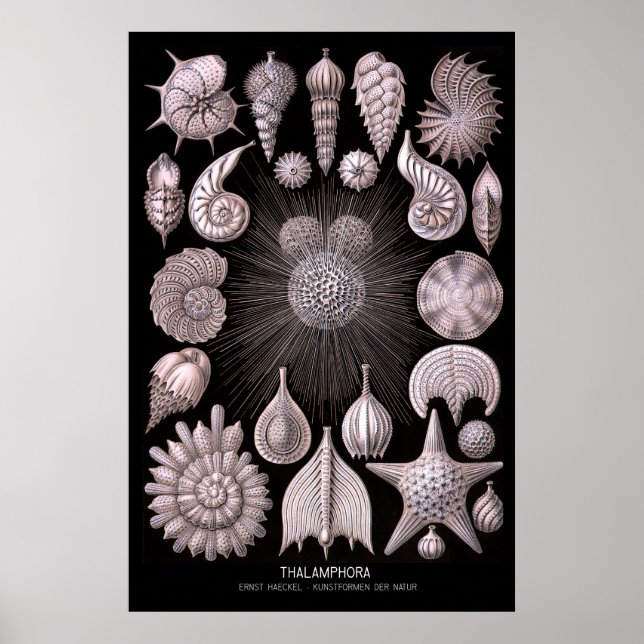 Thalamphora - Plate 2 - Kunstformen der Natur Poster (Framsidan)
