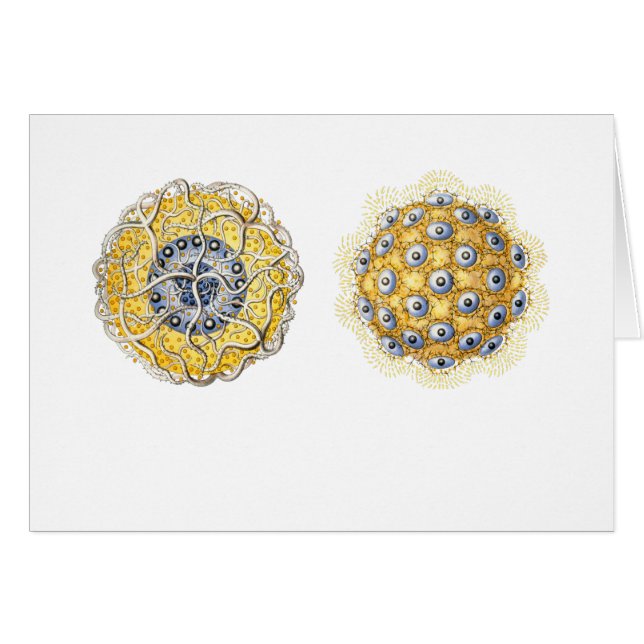 Thalassoxanthium Hälsningskort (Framsidan Horizontal)