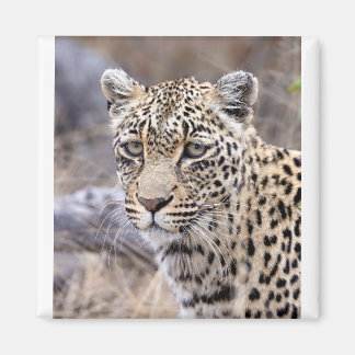 Thandi - leopard av hondjur magnet