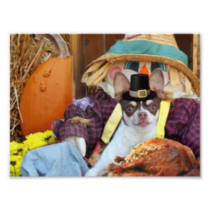 Thanksgiving Chihuahua hund Fototryck