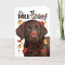 Thanksgiving Curly Retriever Låt oss Tala Turkiet