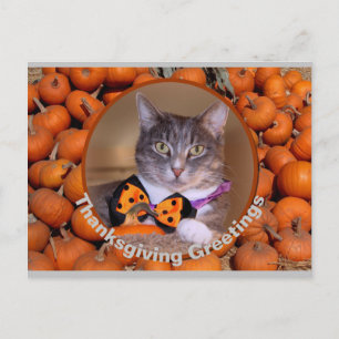 Thanksgiving Hälsning med katt Helg Vykort