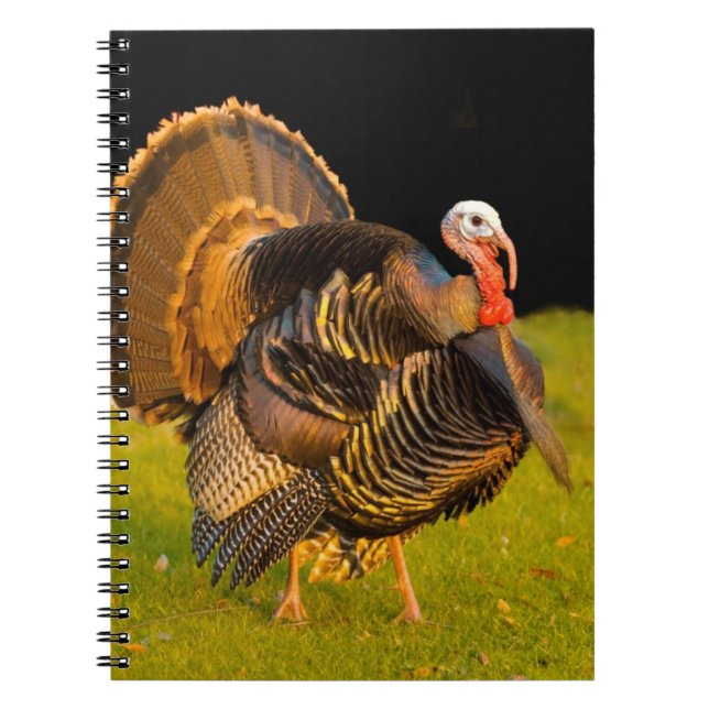 Thanksgiving kalkon anteckningsbok (Framsidan)