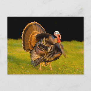 Thanksgiving kalkon helg vykort