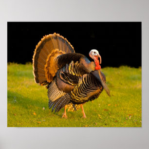Thanksgiving kalkon poster