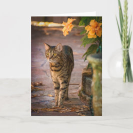 Thanksgiving med katt- och höstblommor helgkort