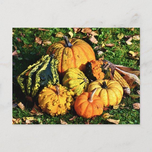 Thanksgiving Scene med Pumpkins-Maj-Gourds Helg Vykort (Framsida)