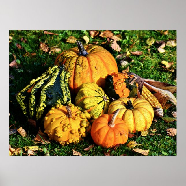 Thanksgiving Scene med Pumpkins-Maj-Gourds Poster (Framsidan)