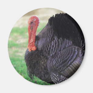 Thanksgiving Turkiet Bird Magnet