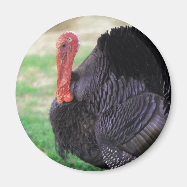 Thanksgiving Turkiet Bird Magnet (Framsidan)