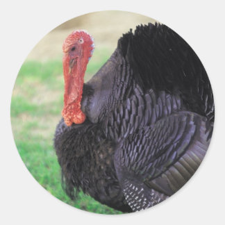 Thanksgiving Turkiet Bird Runt Klistermärke