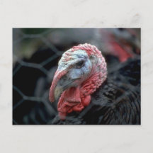 Thanksgiving Turkiet