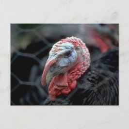 Thanksgiving Turkiet Helg Vykort