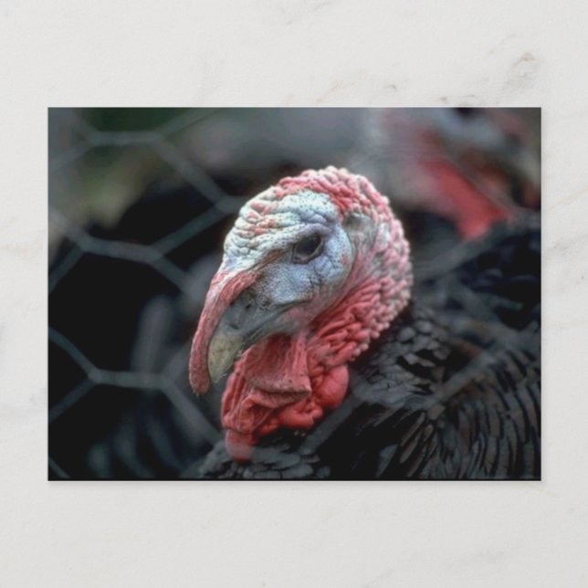 Thanksgiving Turkiet Helg Vykort (Framsida)