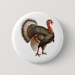 THANKSGIVING TURKIET KNAPP
