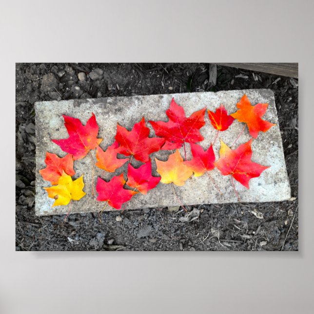 Thanksgivingen Fotoutskrift av höst färger Maple L Poster (Framsidan)