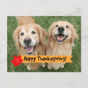 Thanksgivingen Golden Retriever Önskemål Helg Vykort