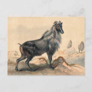 Thar Goat av Joseph Varg Vykort