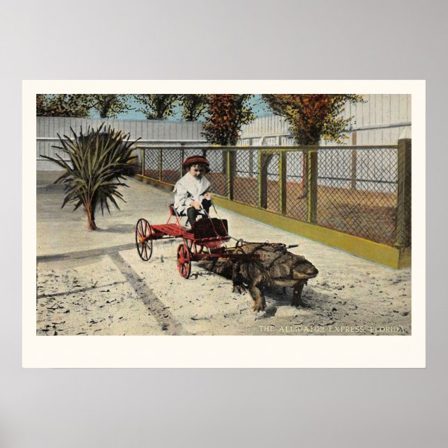 The Alligator Express Carttryck Poster (Framsidan)