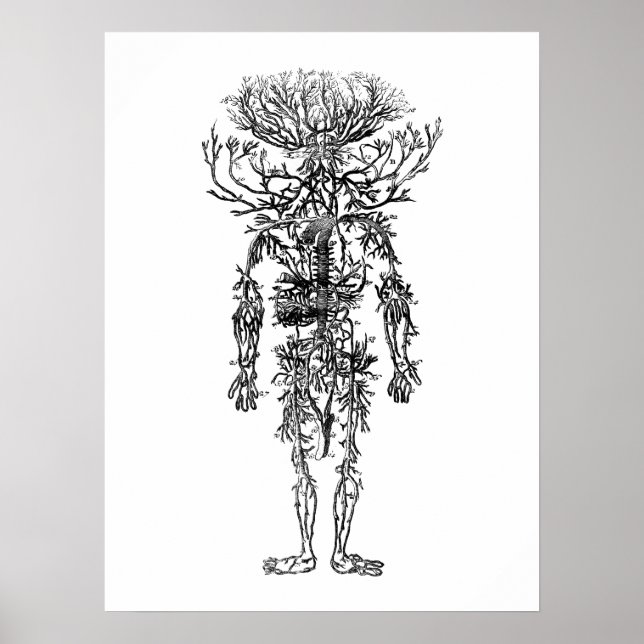 The Arteries Human Anatomy Vintage Poster (Framsidan)