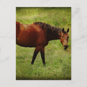 The Bay Horse Vykort