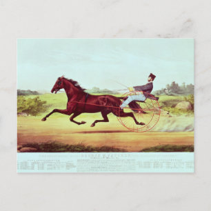 The Celebrated Horse, George M. Patchen Vykort