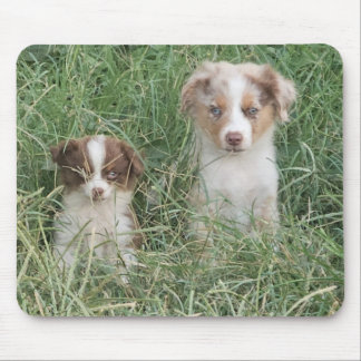 The Cuteness Never Stops Musmatta