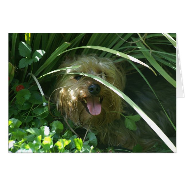 The Earl of Puppydom OBS Kort (Framsidan Horizontal)