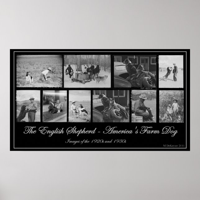 The English Shepherd - America's Farm Hund Poster (Framsidan)