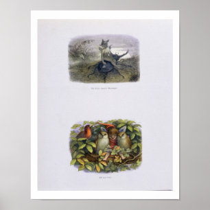 The Fairy Queen's Messenger, Elf och Uggla, sjuk Poster