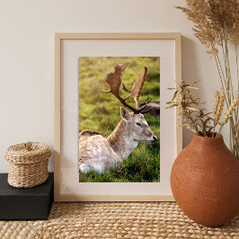 The Fallow Deer of the Glen Fototryck